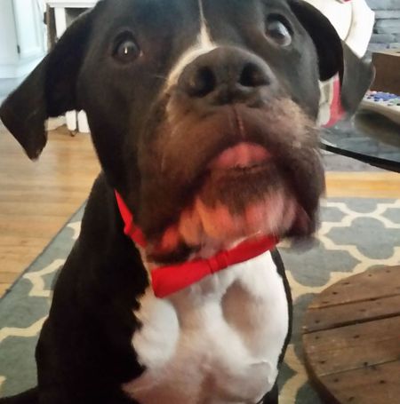 Entry image for Gunner. Clicking this image will show a larger photo