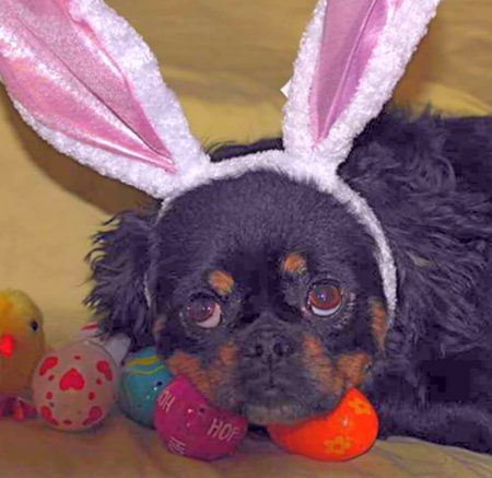 Entry image for Monkey. Clicking this image will show a larger photo