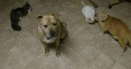 Entry image for Babe, Peaches, Sydney and Tianna . Clicking this image will show a larger photo