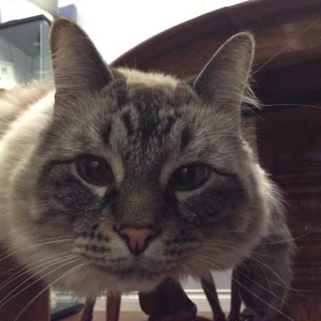 Entry image for Tesla. Clicking this image will show a larger photo