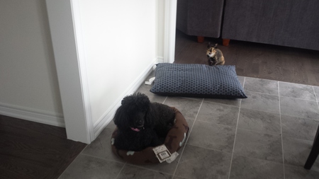 Entry image for Kiki. Clicking this image will show a larger photo