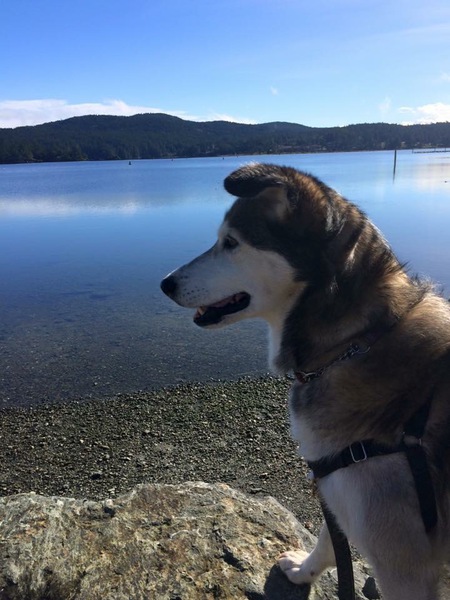 Entry image for Fiddle. Clicking this image will show a larger photo