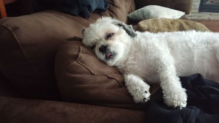 Entry image for Leroy. Clicking this image will show a larger photo