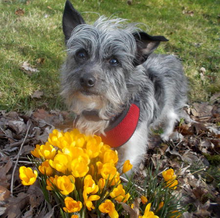 Entry image for Reggie. Clicking this image will show a larger photo