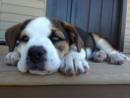 Entry image for Bella. Clicking this image will show a larger photo