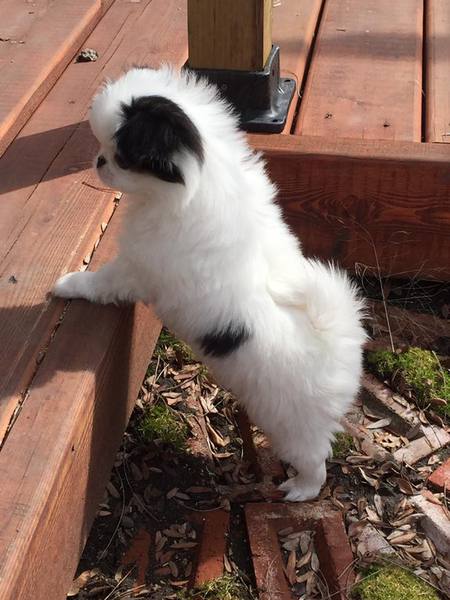 Entry image for Diamond. Clicking this image will show a larger photo