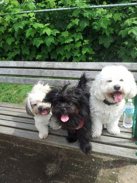 Entry image for Charlie,Zack and Stewie. Clicking this image will show a larger photo