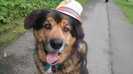 Entry image for Marshall. Clicking this image will show a larger photo