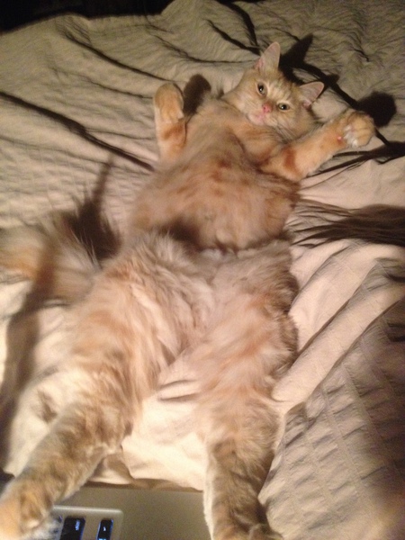 Entry image for King Henry. Clicking this image will show a larger photo