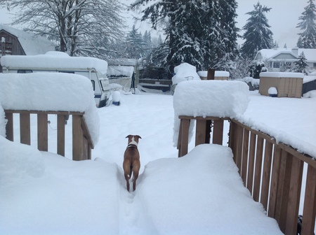 Entry image for Monty. Clicking this image will show a larger photo