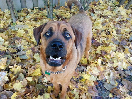 Entry image for Charlie. Clicking this image will show a larger photo