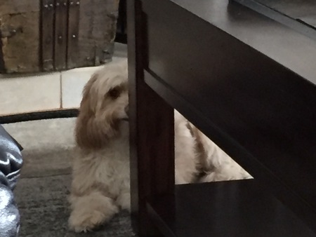 Entry image for Maggie. Clicking this image will show a larger photo