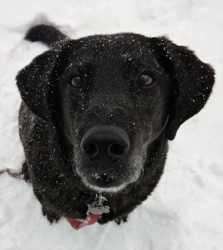 Entry image for Maggie. Clicking this image will show a larger photo