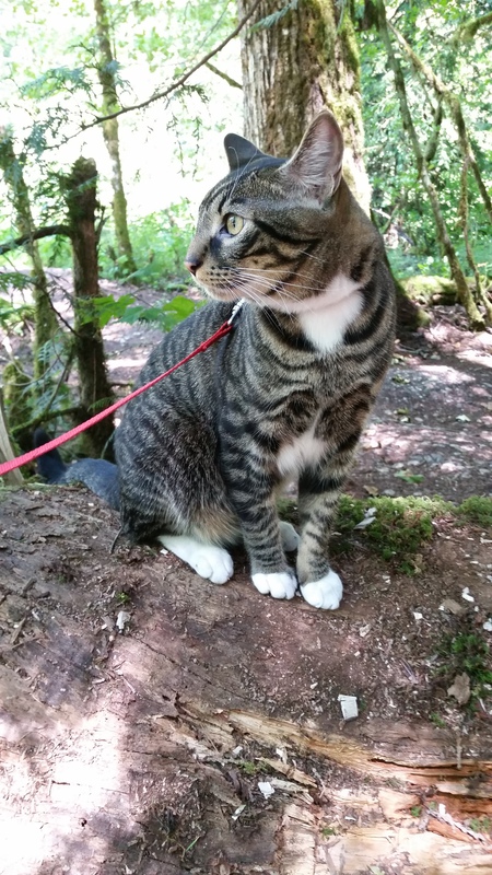 Entry image for Paco. Clicking this image will show a larger photo