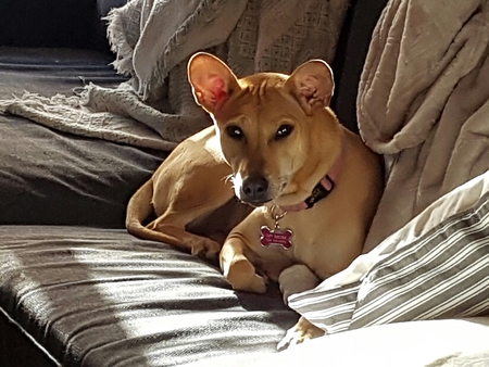 Entry image for Vixen . Clicking this image will show a larger photo