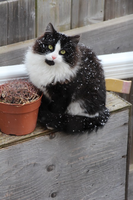 Entry image for Jango. Clicking this image will show a larger photo