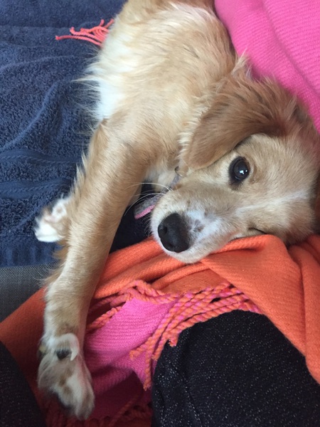 Entry image for Daisy. Clicking this image will show a larger photo