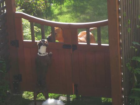 Entry image for Stella Meets Dexter at the Gate !. Clicking this image will show a larger photo