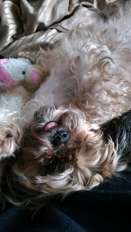 Entry image for Tinkerbell. Clicking this image will show a larger photo