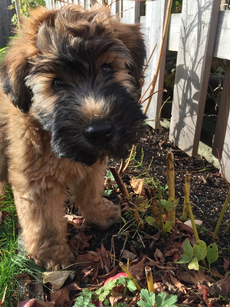 Entry image for Finnegan . Clicking this image will show a larger photo