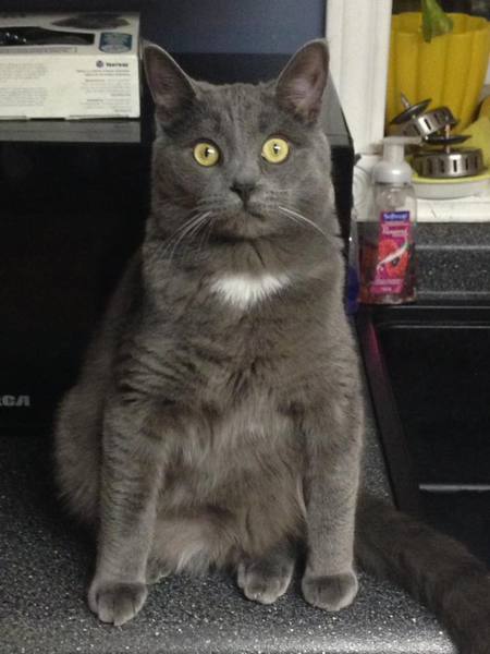 Entry image for Jasper. Clicking this image will show a larger photo