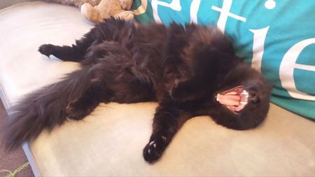 Entry image for Digger. Clicking this image will show a larger photo