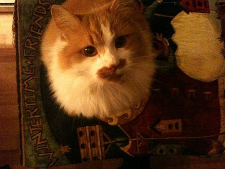 Entry image for TOM at Christmas. Clicking this image will show a larger photo