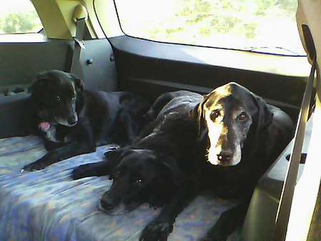 Entry image for Gaelic Cusson, Buddy Torrie-Green and Chester Wallace (left to right). Clicking this image will show a larger photo