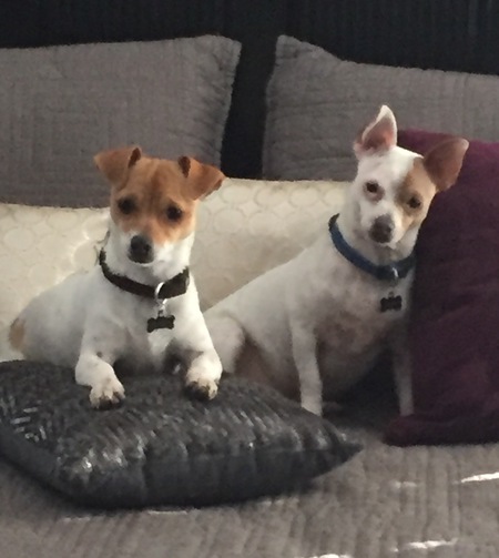 Entry image for Finn and Frankie. Clicking this image will show a larger photo