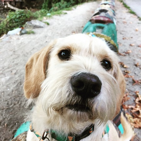 Entry image for Dusty. Clicking this image will show a larger photo