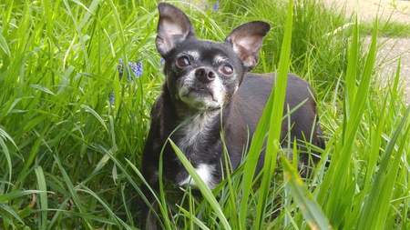 Entry image for Jolene. Clicking this image will show a larger photo