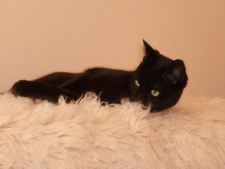 Entry image for Rupert. Clicking this image will show a larger photo