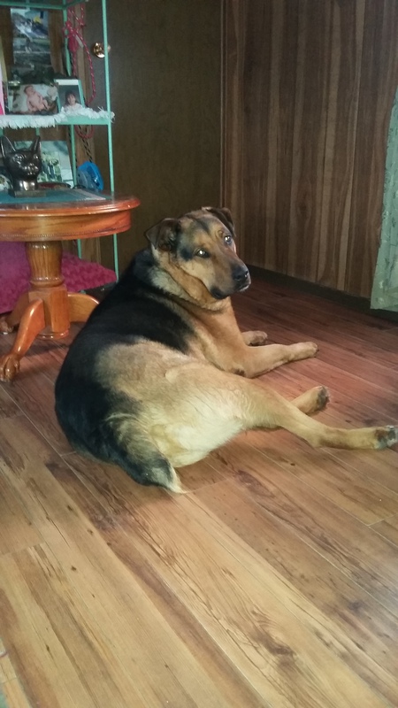 Entry image for Harley. Clicking this image will show a larger photo