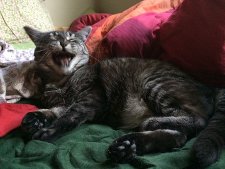 Entry image for Chelsea. Clicking this image will show a larger photo