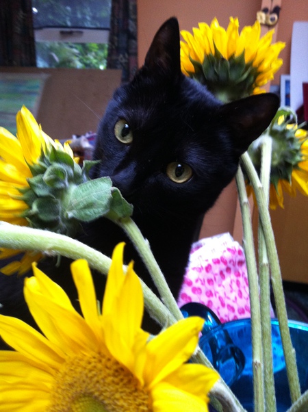 Entry image for Sammy. Clicking this image will show a larger photo