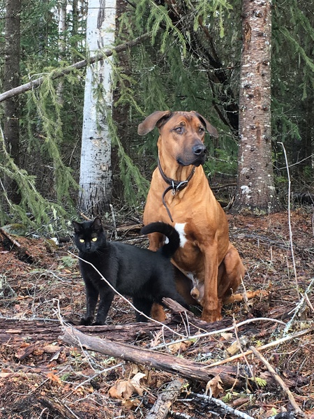 Entry image for Roadie & Abbey. Clicking this image will show a larger photo