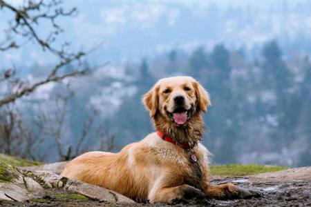 Entry image for Riley. Clicking this image will show a larger photo