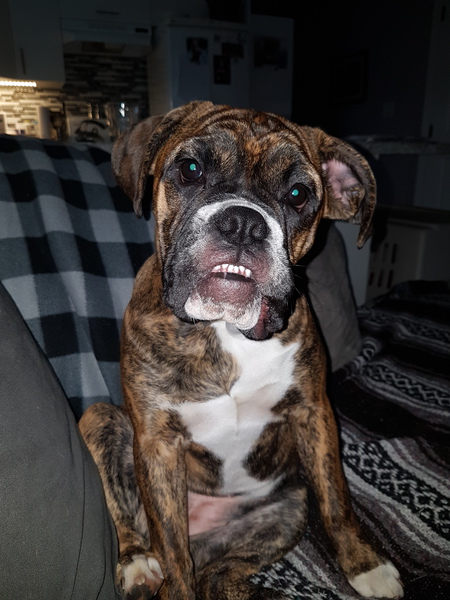 Entry image for Lilly. Clicking this image will show a larger photo