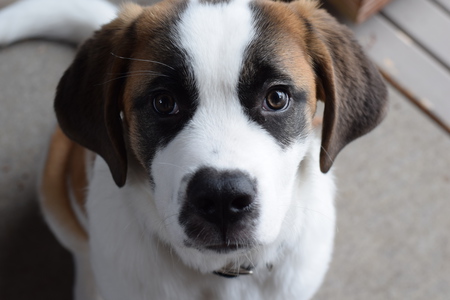 Entry image for Penny. Clicking this image will show a larger photo