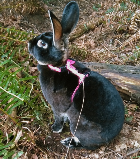 Entry image for Tilly. Clicking this image will show a larger photo