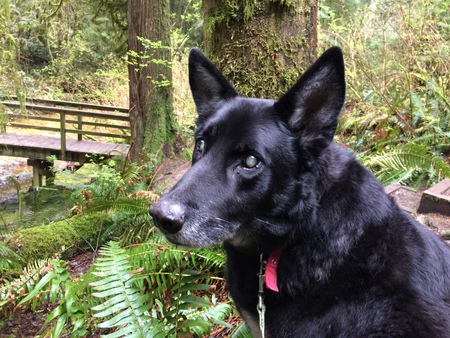 Entry image for Gunner. Clicking this image will show a larger photo