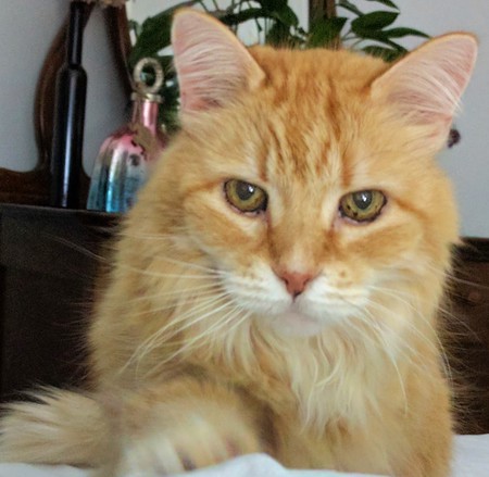 Entry image for rudy. Clicking this image will show a larger photo