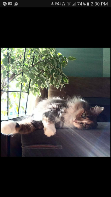 Entry image for Weasley. Clicking this image will show a larger photo