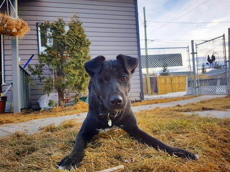 Entry image for Captain Jack . Clicking this image will show a larger photo