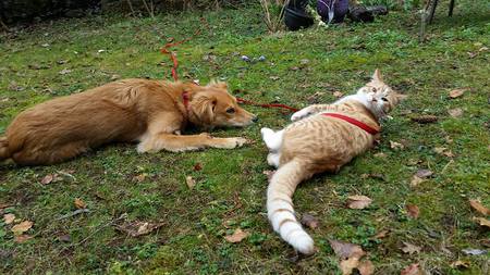 Entry image for Casey. Clicking this image will show a larger photo