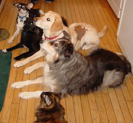 Ernie, Bert, Katie, Fayne, and Brynna the cat (just on of the 'dogs')