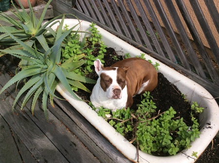 Lola