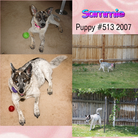 Sammie