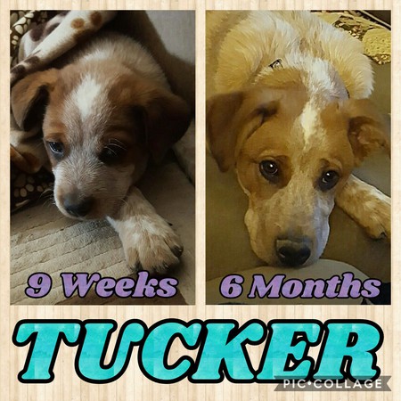 Tucker