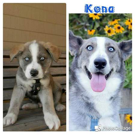Kona